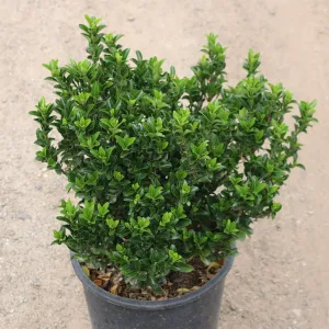 Green Spire Euonymus